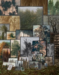 Anett Stuth Fotografie | BILDERWALD / FOREST OF IMAGES | 2011 | Aus der Serie / from the series: „Natur als Bild“ / „Nature As Image“