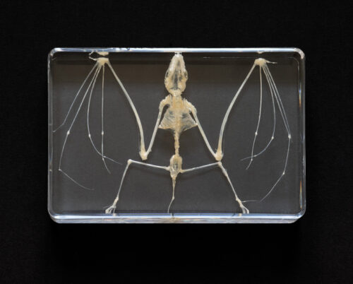 Anett Stuth - Bad Man/Little Ghost - Bat Skeleton Anett Stuth Fotografie photography