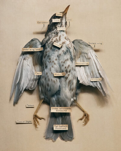 BirdyWithLabels Anett Stuth Fotografie photography